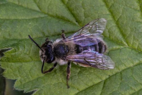 Réf. 198 231 : Andrena sp.